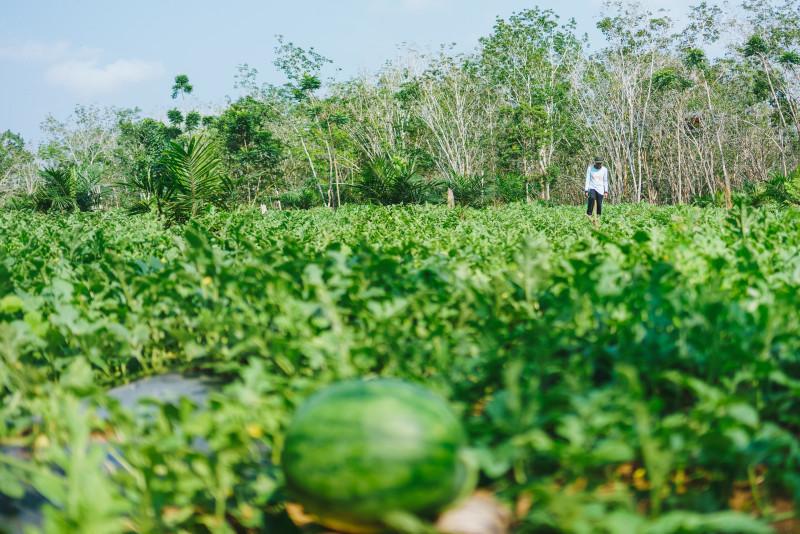 Mainstreaming Climate-Smart Agriculture (CSA) di Indonesia