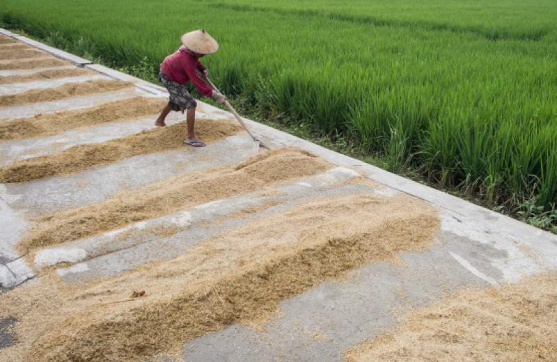3 Petani Sukses Indonesia yang Menginspirasi Banyak Orang  