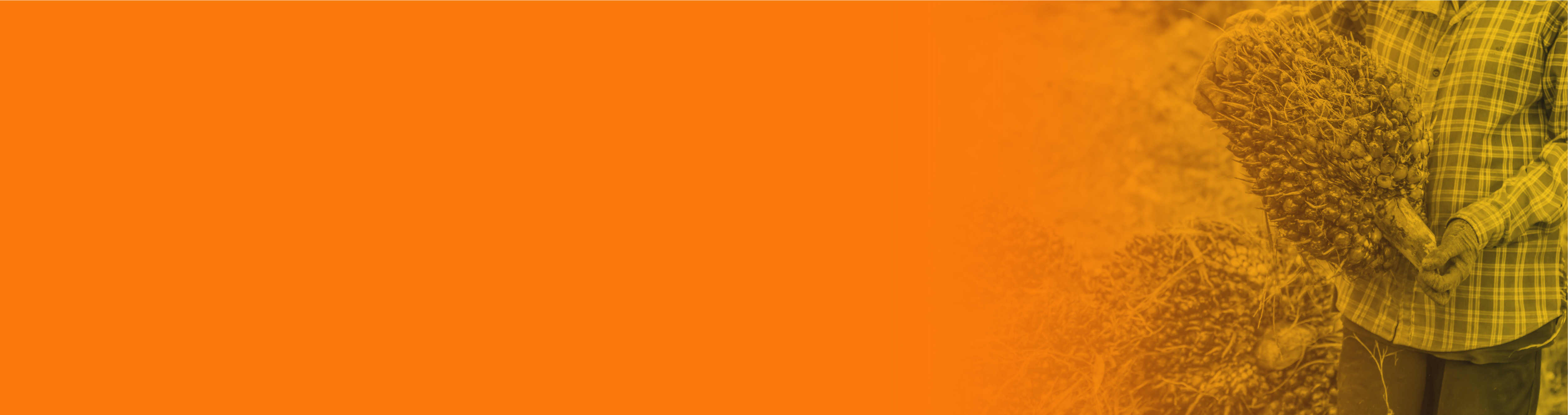 Palm background