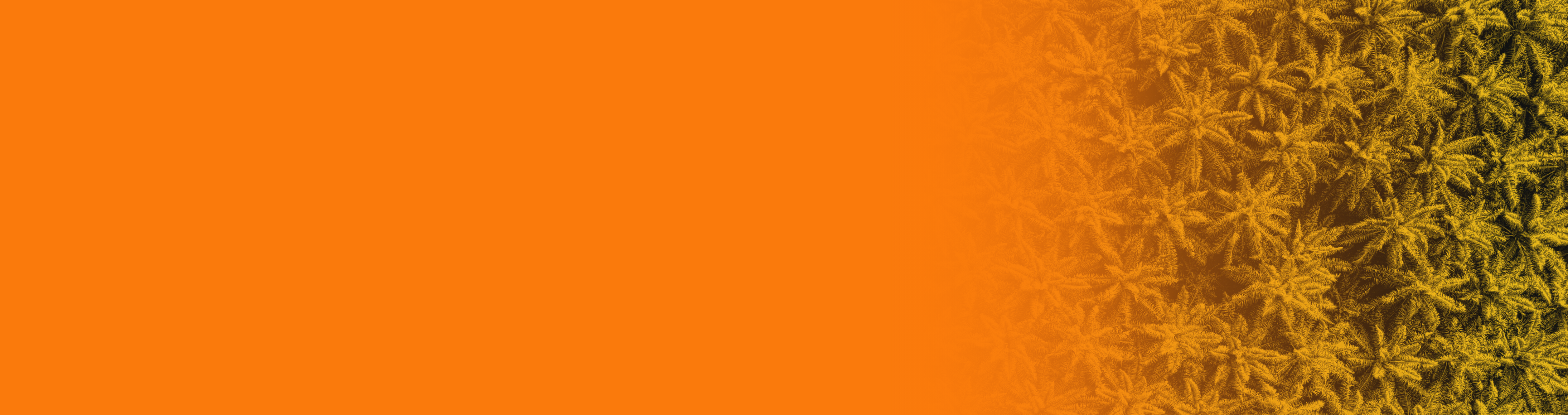 Palm background