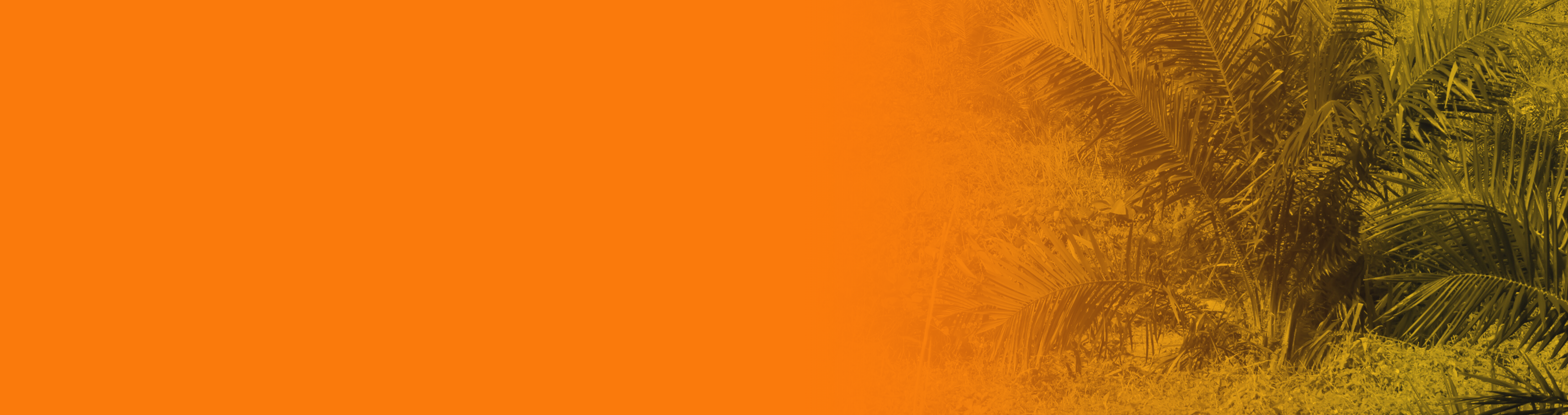 Palm background