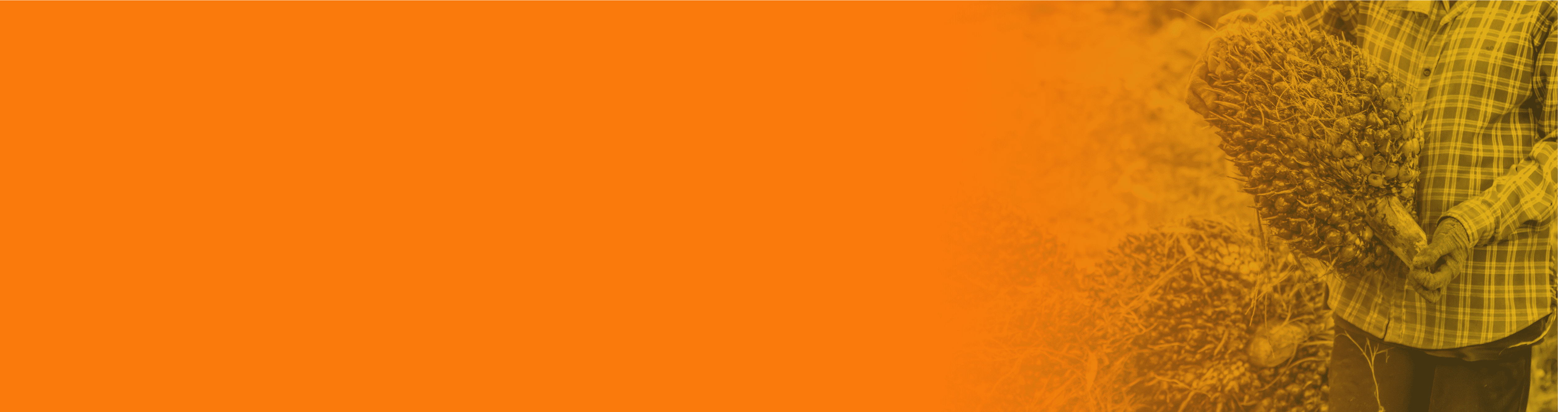 Palm background